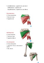 Konspekts 'Anatomijas ievads', 15.