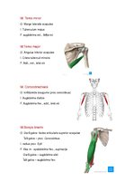 Konspekts 'Anatomijas ievads', 16.