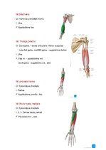Konspekts 'Anatomijas ievads', 17.