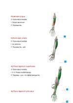Konspekts 'Anatomijas ievads', 18.