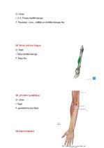 Konspekts 'Anatomijas ievads', 19.
