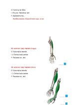 Konspekts 'Anatomijas ievads', 20.