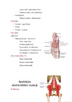 Konspekts 'Anatomijas ievads', 25.