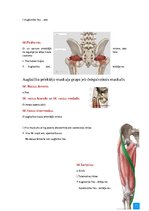 Konspekts 'Anatomijas ievads', 27.