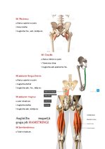 Konspekts 'Anatomijas ievads', 28.
