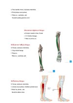 Konspekts 'Anatomijas ievads', 30.