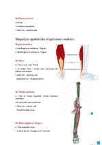 Konspekts 'Anatomijas ievads', 31.