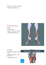 Konspekts 'Anatomijas ievads', 32.