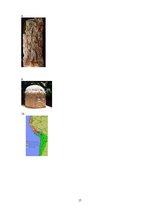 Referāts 'Indiāņu Amerika', 17.