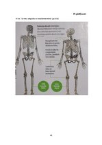 Referāts 'Senā akmens laikmeta cilvēku dzīvesveids', 46.