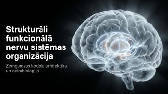 Prezentācija 'Zemgarozas kodolu arhitektūra un neirobioloģija', 1.