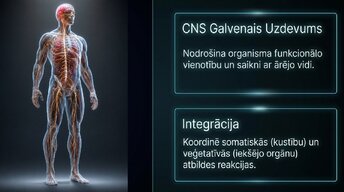 Prezentācija 'Zemgarozas kodolu arhitektūra un neirobioloģija', 2.