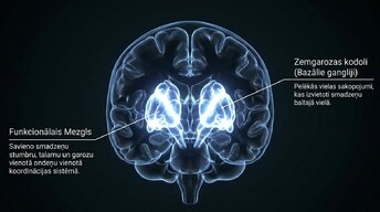 Prezentācija 'Zemgarozas kodolu arhitektūra un neirobioloģija', 3.