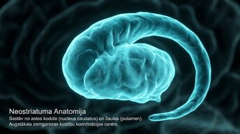 Prezentācija 'Zemgarozas kodolu arhitektūra un neirobioloģija', 5.