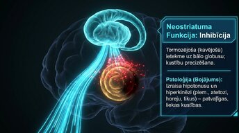 Prezentācija 'Zemgarozas kodolu arhitektūra un neirobioloģija', 6.