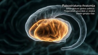 Prezentācija 'Zemgarozas kodolu arhitektūra un neirobioloģija', 7.