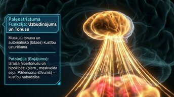 Prezentācija 'Zemgarozas kodolu arhitektūra un neirobioloģija', 8.