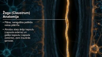 Prezentācija 'Zemgarozas kodolu arhitektūra un neirobioloģija', 10.