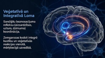 Prezentācija 'Zemgarozas kodolu arhitektūra un neirobioloģija', 12.