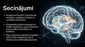 Prezentācija 'Zemgarozas kodolu arhitektūra un neirobioloģija', 13.