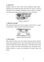 Diplomdarbs 'Rotaļu pielietošanas efektivitāte peldēšanas sākuma apmācībā 6 - 7 gadu veciem b', 45.