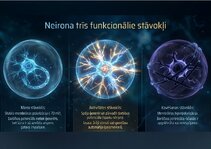 Prezentācija 'Bioloģiskā elektrība: neirona iekšējais kosmoss', 3.