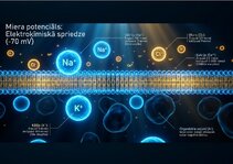 Prezentācija 'Bioloģiskā elektrība: neirona iekšējais kosmoss', 4.
