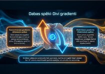 Prezentācija 'Bioloģiskā elektrība: neirona iekšējais kosmoss', 5.