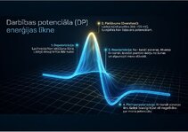 Prezentācija 'Bioloģiskā elektrība: neirona iekšējais kosmoss', 7.