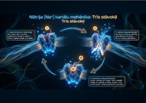 Prezentācija 'Bioloģiskā elektrība: neirona iekšējais kosmoss', 8.