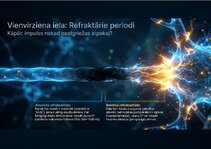 Prezentācija 'Bioloģiskā elektrība: neirona iekšējais kosmoss', 9.