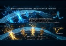 Prezentācija 'Bioloģiskā elektrība: neirona iekšējais kosmoss', 12.