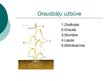 Prezentācija 'Graudzāles', 2.