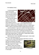 Referāts 'Māli kā izejvielas un energoresursi', 20.