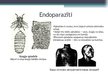 Prezentācija 'Kukaiņu pielāgojumi parazītiskam dzīves veidam', 6.