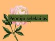 Prezentācija 'Peoniju selekcija', 1.