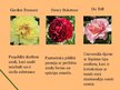 Prezentācija 'Peoniju selekcija', 5.