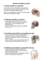 Konspekts 'Sejas muskuļi', 2.