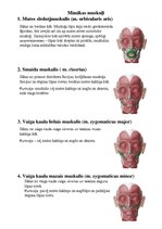 Konspekts 'Sejas muskuļi', 3.