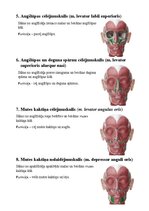 Konspekts 'Sejas muskuļi', 4.
