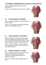 Konspekts 'Sejas muskuļi', 5.