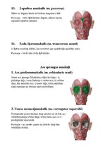 Konspekts 'Sejas muskuļi', 6.