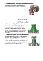 Konspekts 'Sejas muskuļi', 8.
