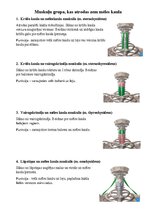 Konspekts 'Sejas muskuļi', 10.