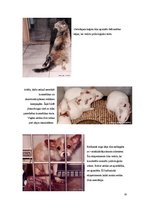 Referāts 'Dzīvnieku ētiskais statuss un eksperimenti ar dzīvniekiem', 18.