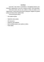 Biznesa plāns 'SIA "MITS"', 2.