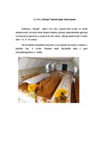 Paraugs 'Banketa organizēšana kafejnīcā "Oškrogs"', 6.