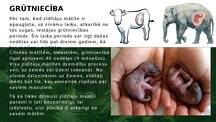 Prezentācija 'Zīdītāju vairošanās', 6.