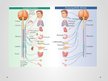 Prezentācija 'Simpātiskā nervu sistēma', 12.