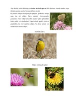 Eseja 'Pārskats par zālājiem raksturīgajām sugām', 3.